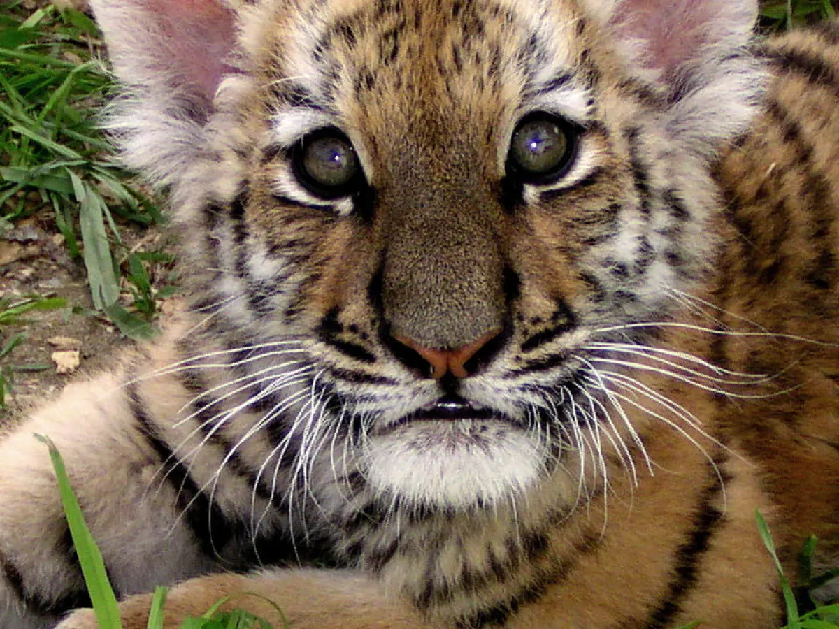 a cat lying on the grass