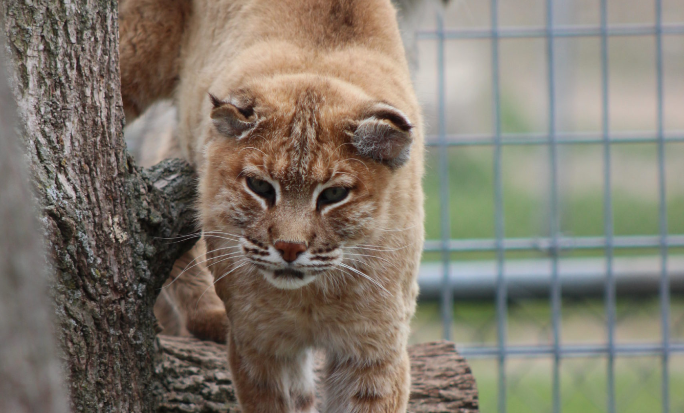 zoo 20160821-154510-largejpg.jpg?w