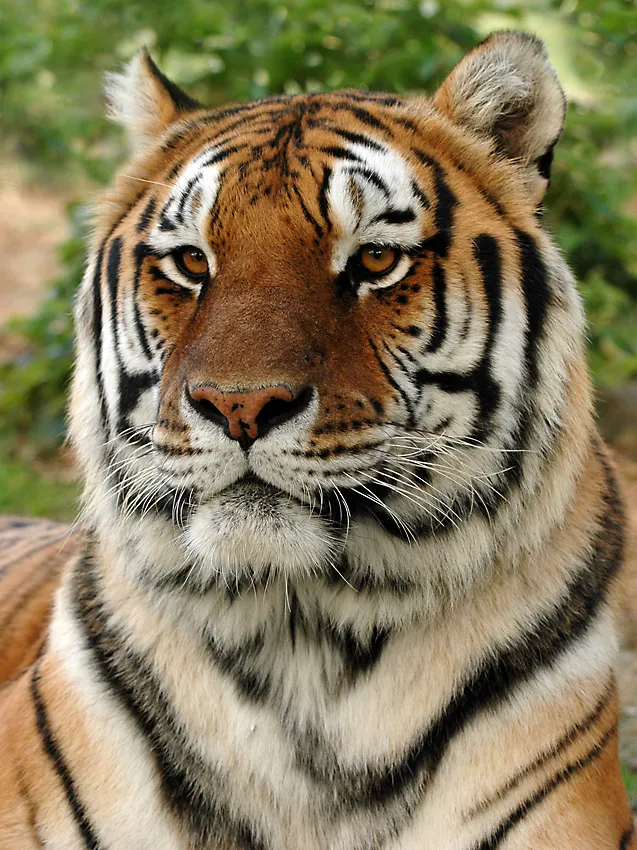 Khyber green a tiger looking at the camera