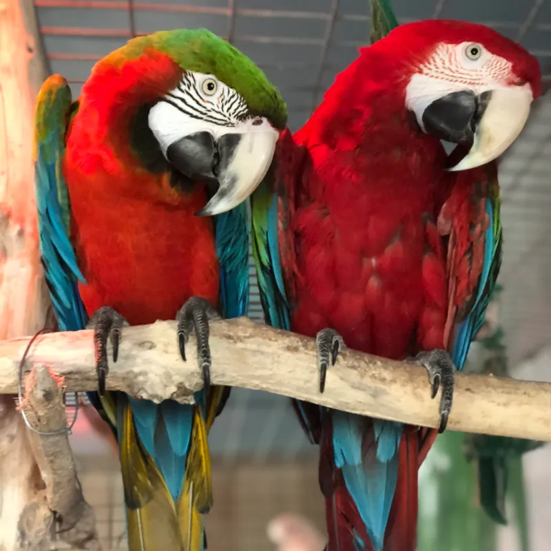 a colorful bird perched on top of a parrot