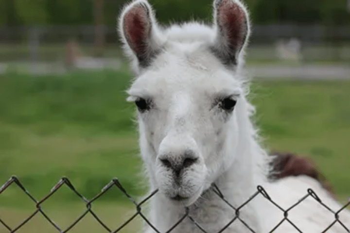 a close up of a llama looking at the camera