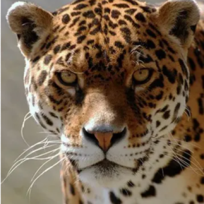 a cat that is looking at the camera