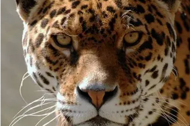 a close up of an animal