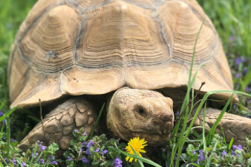 a turtle in the grass