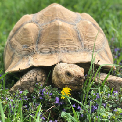 a turtle in the grass