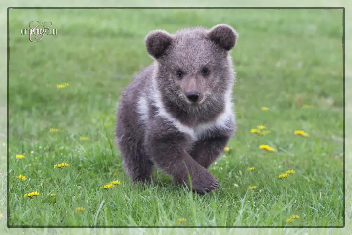 a brown bear sitting on top of a grass covered field